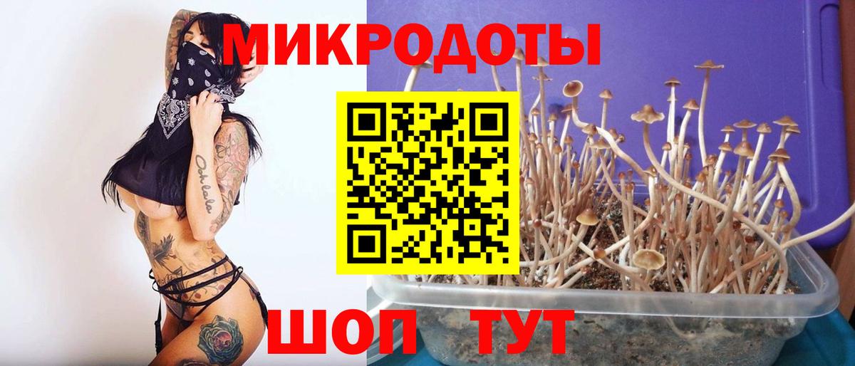 Псилоцибиновые грибы Psilocybe Томск